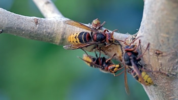 Avispas asiáticas (AdobeStock)